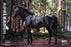 Pre-order 1/6 Hell Cat DYM202402C Ape Leader Horse