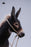 Pre-order 1/6 JXK Studio JXK-307 Mule Action Figure