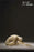 Pre-order 1/6 JPT ATX-01 Male body