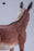 Pre-order 1/6 JXK Studio JXK-307 Mule Action Figure