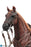 Pre-order 1/6 DID E60084 Brown WWII German War Horse (Standing)