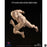 Pre-order 1/12 Crazy Figure LT003 Male Body Figure