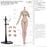 Pre-order 1/6 Mojoy MJ-AF01 & MJ-AF02 Seamless Female Figure Body Without Head