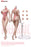 In-stock 1/6 TBLeague SR-AD01 & SR-AD02 Seamless Body