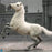 Pre-order 1/6 DID E60078 Napoleon White War Horse (Prancing)