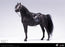 Pre-order 1/6 POPTOYS EX057 Horse