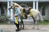 Pre-order 1/6 DID E60086 White War Horse (Standing) Scene & Diorama