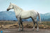 Pre-order 1/6 DID E60086 White War Horse (Standing) Scene & Diorama