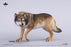 Pre-order 1/6 JXK JXK242 Direwolf Figurine