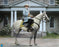 Pre-order 1/6 DID E60086 White War Horse (Standing) Scene & Diorama
