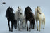 Pre-order 1/6 JXK JXK208 Akhal-teke Horses (4 types)