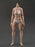 In-stock 1/6 True1Toys EC3029 Muscular Thigh Version Female Body (Mid Bust)