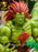 [Pre-owned] In-stock 1/12 Storm Collectibles CPSF25 BLANKA Action Figure