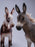 Pre-order 1/6 JXK Studio JXK-307 Mule Action Figure
