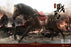In-stock 1/6 POPTOYS ALS009 Armor Legend Series War horse