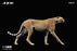 Pre-order 1/6 JXK Studio  Acinonyx Jubatus JXK115 / King Cheetha JXK116