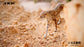 Pre-order 1/6 JXK Studio  Acinonyx Jubatus JXK115 / King Cheetha JXK116